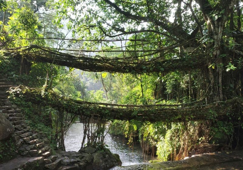 Double Decker Root Bridge