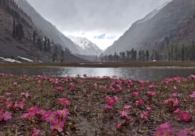 Valley of Flowers
