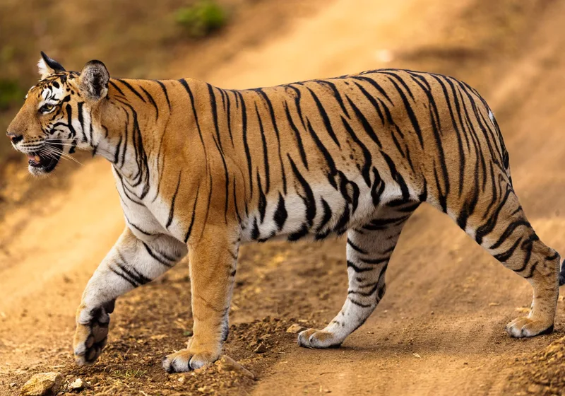 Ranthambore