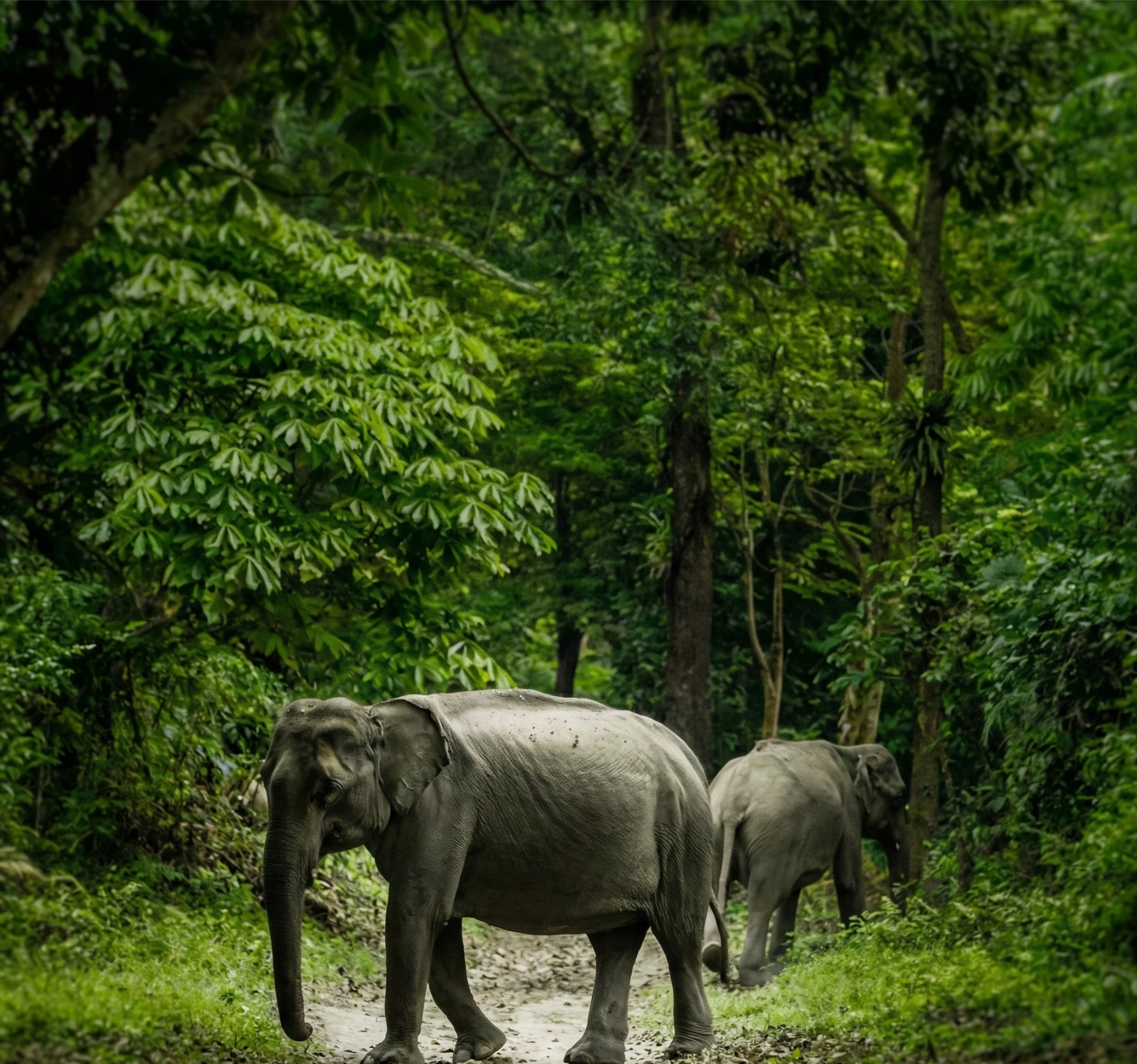 Kaziranga-2 Elephants Pic