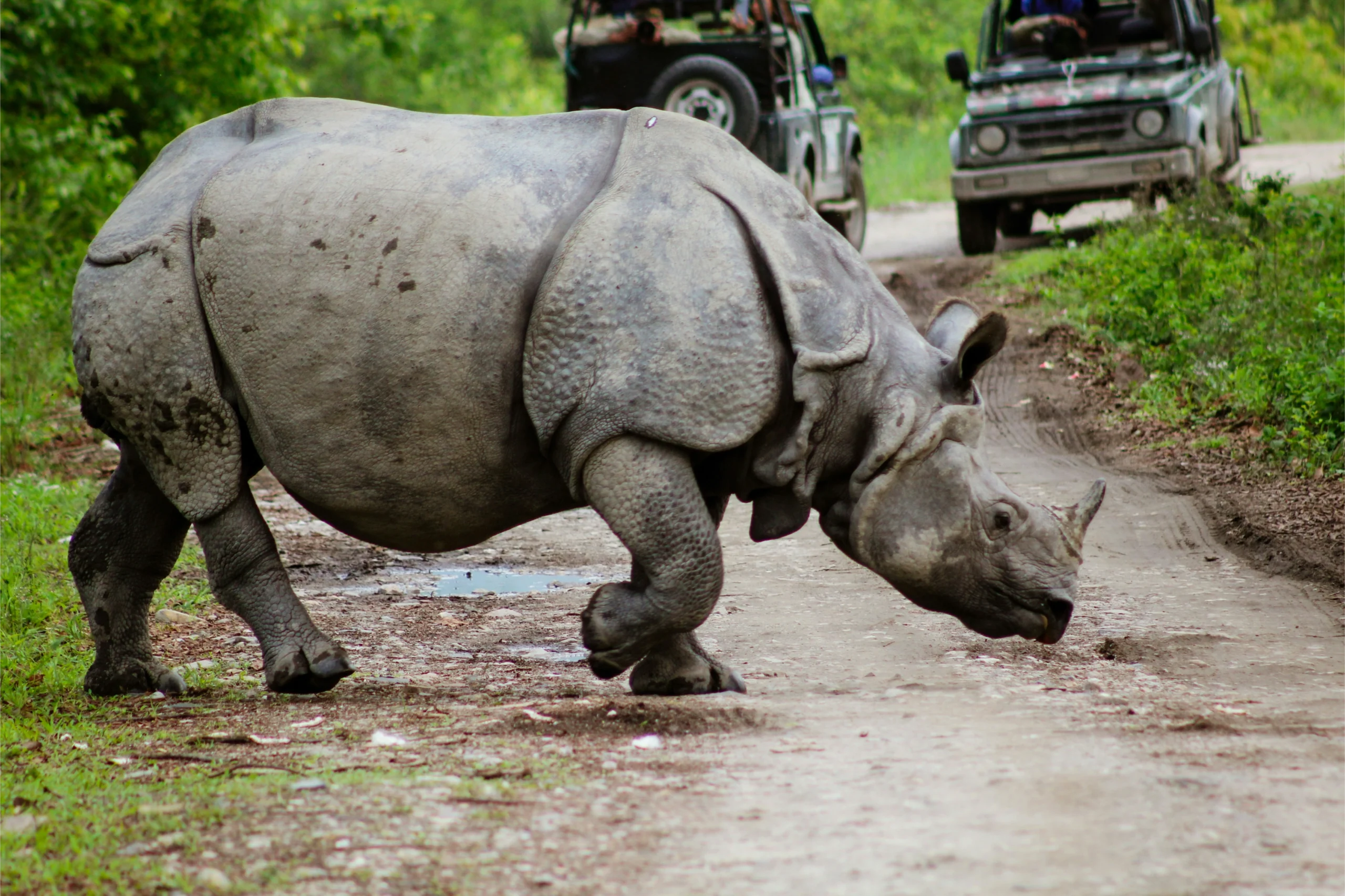 Kaziranga-Rhino_Kazirnaga