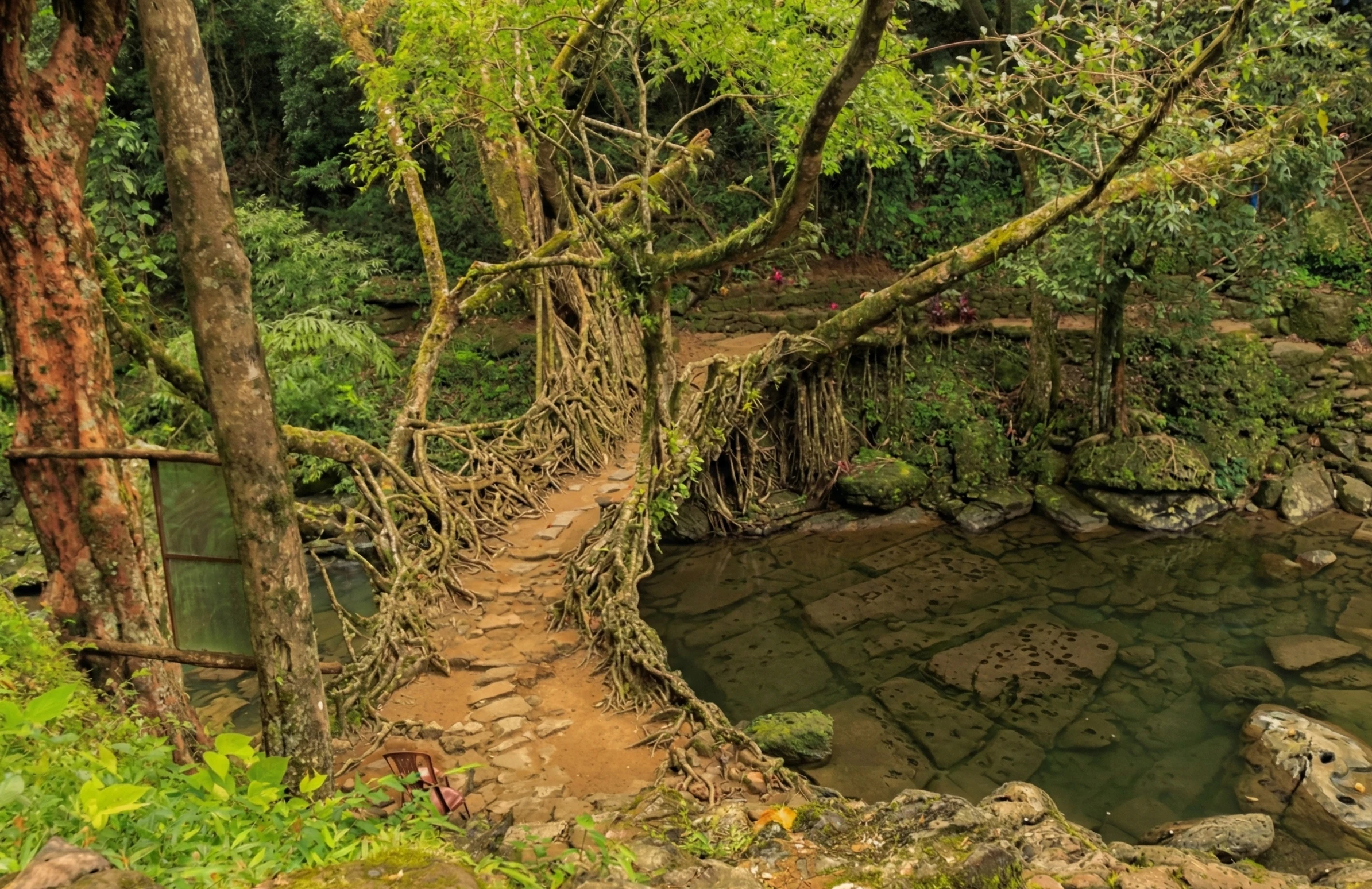 Living Root Bridge, Riwai Village